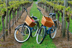 Cycle the Shiraz Trail from Mulberry Lodge Country Retreat  